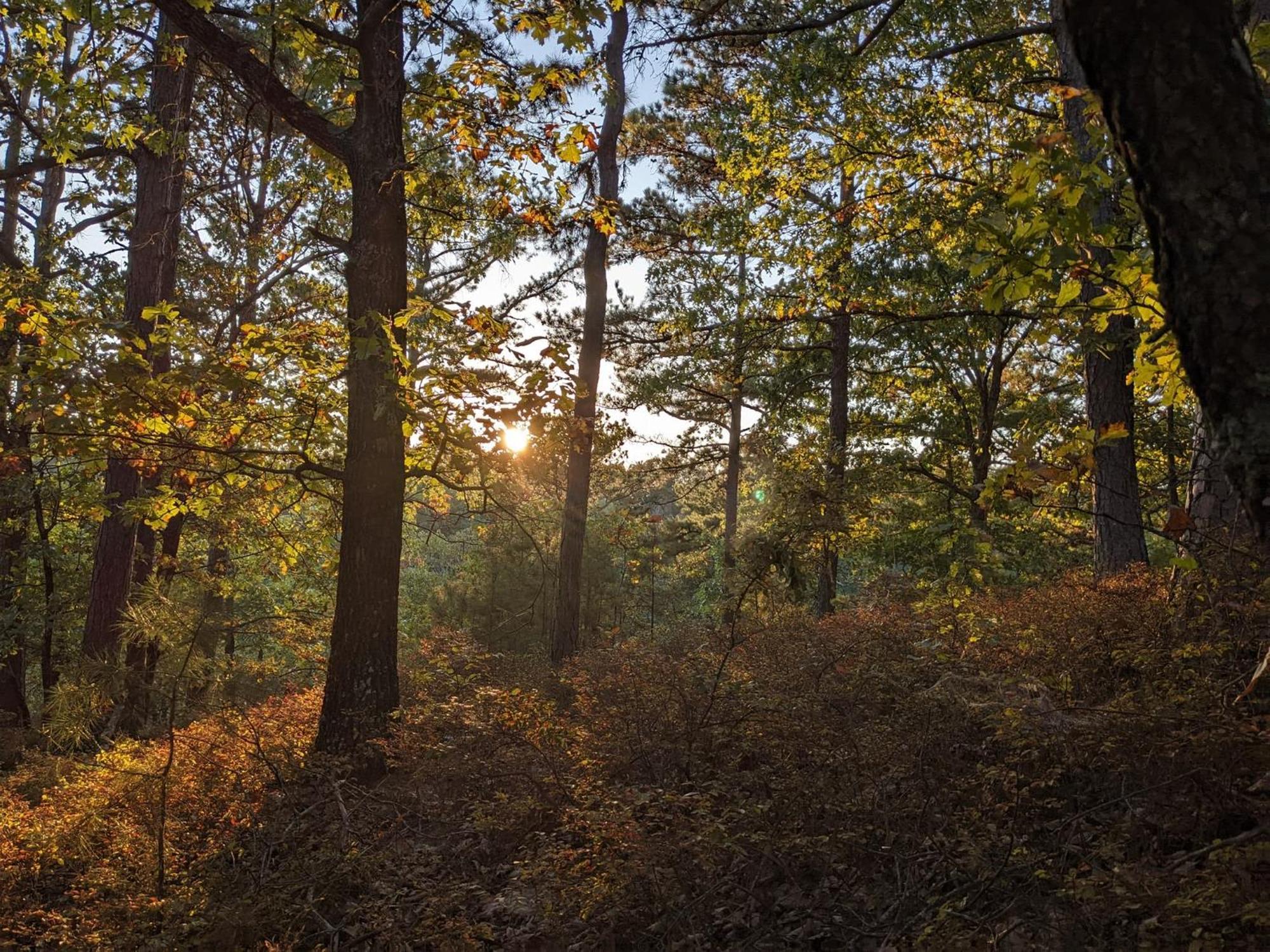 Loblolly Pines Adventure Cabin 3 - King Eureka Springs Eksteriør bilde